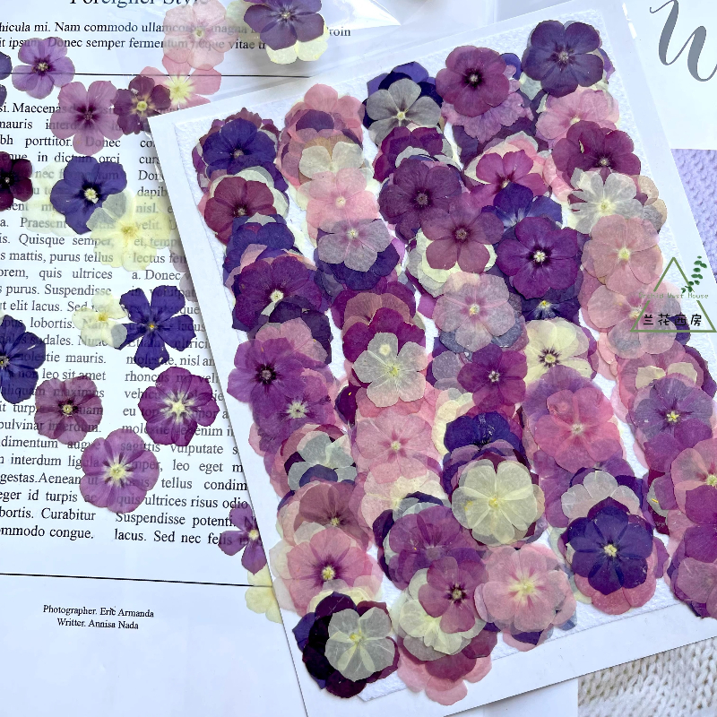 Resin Art Liquid - 12pcs,Semi-Transparent Niche Phlox Pressed Dried Flowers