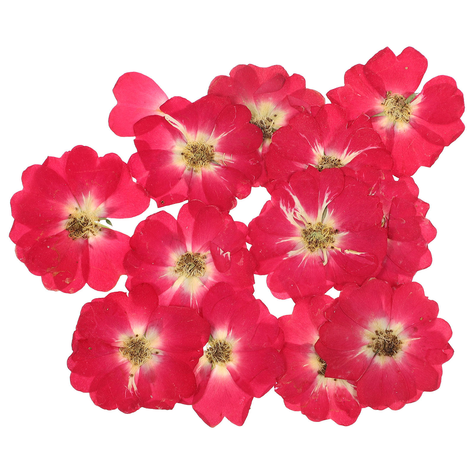 12Pcs Natural Dried Rose Press - Resin Art With Flowers のレビューと価格