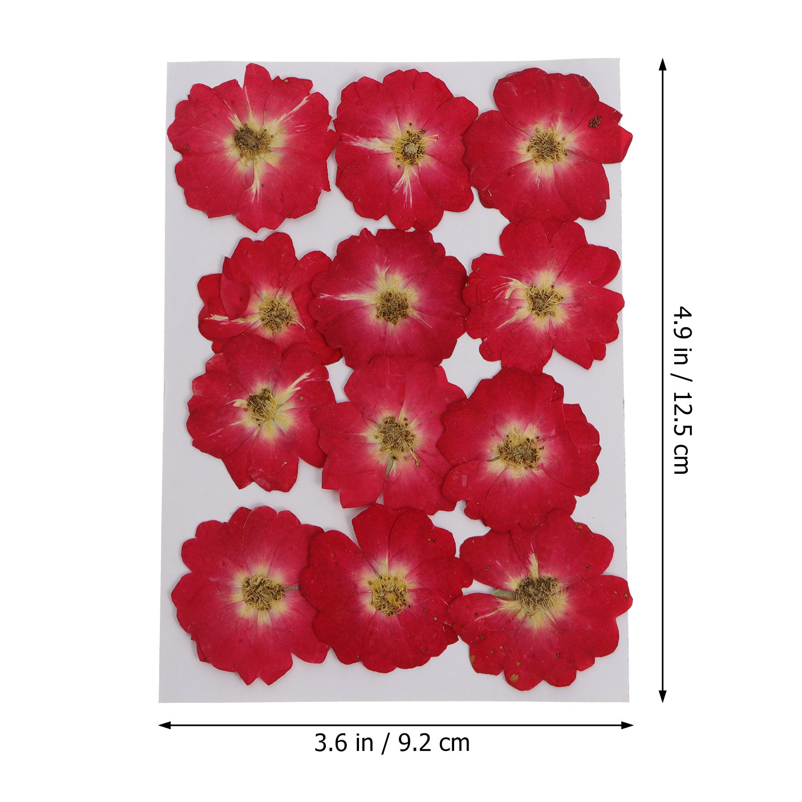 12Pcs Natural Dried Rose Press - Resin Art With Flowers のレビューと価格